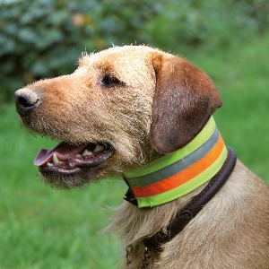 Reflective collar