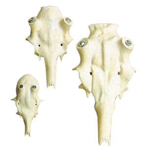 Fallow deer skull